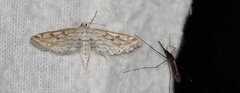 Parapoynx allionealis