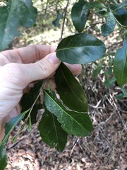 Elaeocarpus obovatus