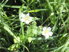 Cerastium davuricum