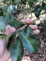 Elaeocarpus obovatus