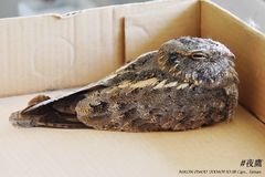 Caprimulgus affinis stictomus