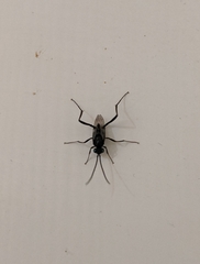 Evania appendigaster