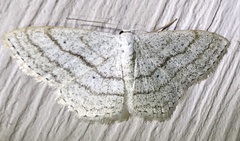 Scopula ancellata