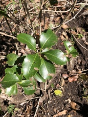 Auranticarpa rhombifolia