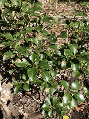 Auranticarpa rhombifolia