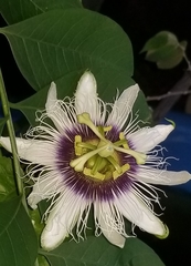 Passiflora edulis flavicarpa