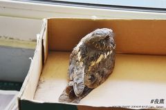 Caprimulgus affinis stictomus