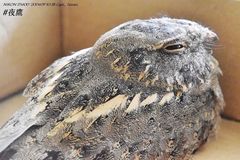 Caprimulgus affinis stictomus