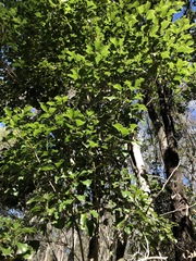 Auranticarpa rhombifolia