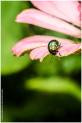 Spintherophyta semiaurata