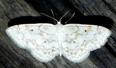 Idaea obfusaria