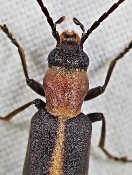 Oxycopis mimetica