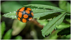 Botanochara decempustulata