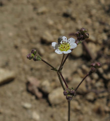 Ivesia santolinoides
