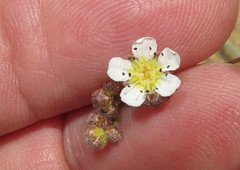 Ivesia santolinoides