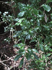 Toechima tenax