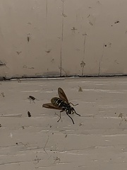 Temnostoma alternans