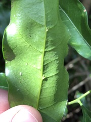 Toechima tenax