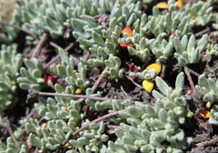 Eriogonum caespitosum