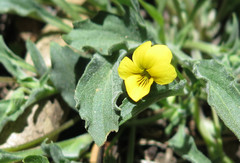 Viola pinetorum