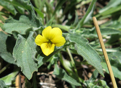 Viola pinetorum