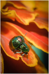 Spintherophyta semiaurata