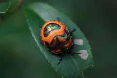 Poecilocoris druraei