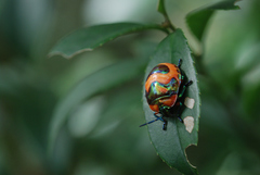 Poecilocoris druraei