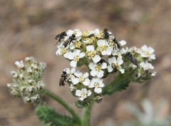 Thecophora propinqua