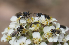 Thecophora propinqua