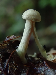 Chroogomphus tomentosus