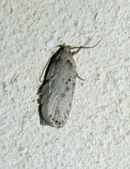 Agonopterix yeatiana