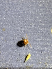 Prionocyphon discoideus