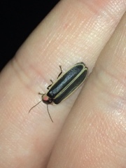 Photinus carolinus