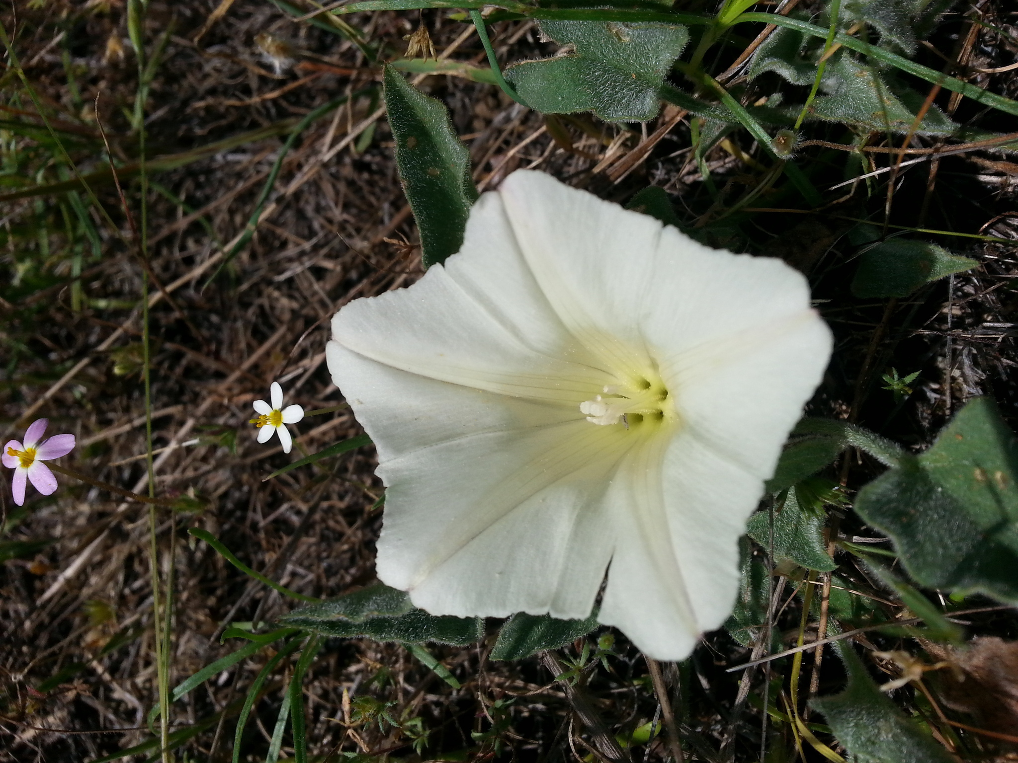 Calystegia collina ssp. collina