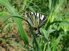 Iphiclides podalirius