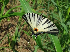 Iphiclides podalirius