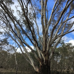 Eucalyptus blakelyi