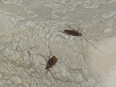 Periplaneta americana