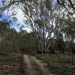 Eucalyptus blakelyi