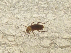 Periplaneta americana