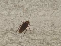 Periplaneta americana