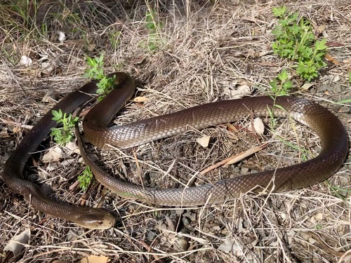 Photo of a Coastal Taipan (Oxyuranus scutellatus)