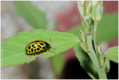 Calligrapha polyspila