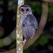 Sooty Owl - Photo (c) David White, some rights reserved (CC BY-NC), uploaded by David White