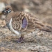 Squatter Pigeon - Photo (c) David White, some rights reserved (CC BY-NC), uploaded by David White