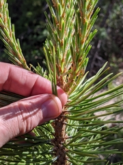 Pinus contorta murrayana