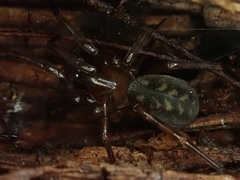 Cybaeidae