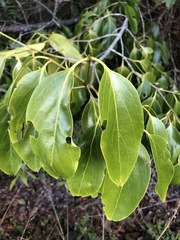 Psydrax lamprophylla