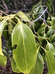 Psydrax lamprophylla